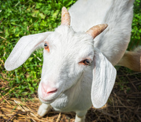 Козлик small goat