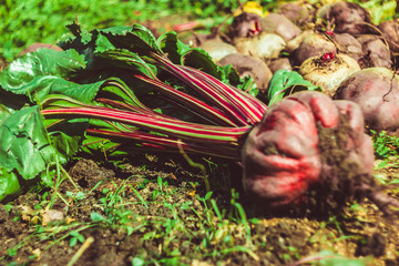 Beets on the ground