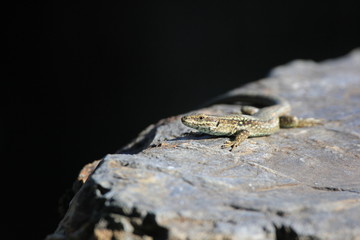 Lézard au soleil