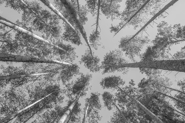 black and white, the sky and the trunks of pine trees, look up.