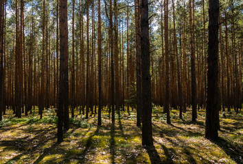 Sunny pine forest