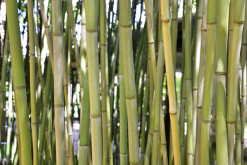 Bambous verts et gris au jardin en été