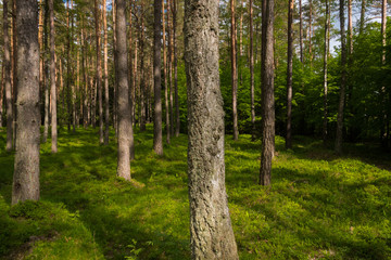 Fototapeta premium Słoneczny las