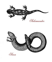 Vintage engraving of siren, aquatic salamander similar to eel and partially herbivorous, and spotted salamander, amphibian lizard-like normally black with yellow-orange spots.