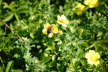 Igelfliege  / Die makro Nahaufnahme einer Igelfliege auf einer gelben Blüte.