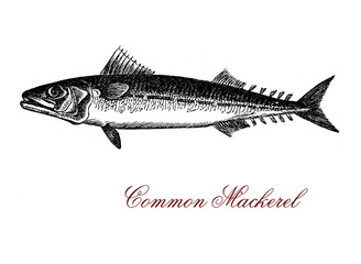 Vintage engraving of common mackerel,strong flavored seafood of saltwater with warm temperatures