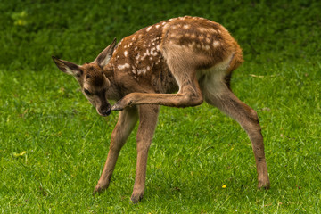 Red Deer in Bialowieza Forest 