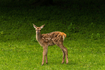 Red Deer in Bialowieza Forest 