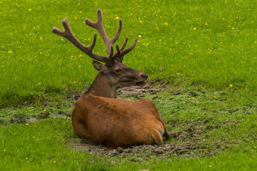 Red Deer in Bialowieza Forest 