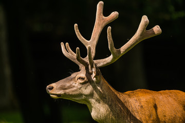 Red Deer in Bialowieza Forest 