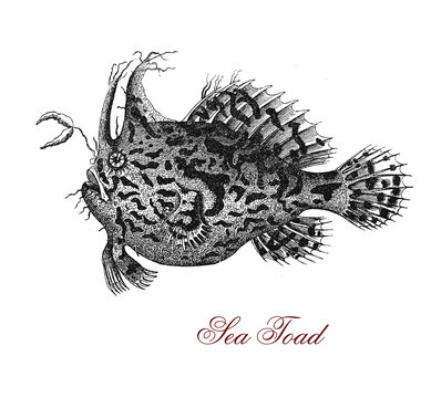 Vintage engraving of sea toad, anglerfish of deep sea, at least 2,460 m, with globose body covered with  spiny scales and bioluminescent lure dangling over the mouth