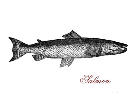 Vintage engraving of salmon,it lives in fresh water, but oft spends most of life at sea, returning to the rivers only to reproduce.