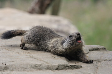 Marmotte au réveil