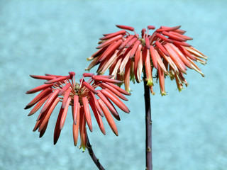Aloe perfoliata var distans