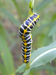 caterpillar on the stem of a plant.