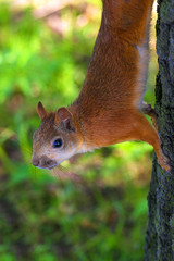 Naklejka na ściany i meble Red squirrel Close-up