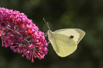 Schmetterling Pflanze