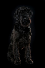Riesenschnauzer