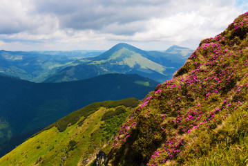 Fototapeta premium Carpathian Rhododendron at the time of flowering.