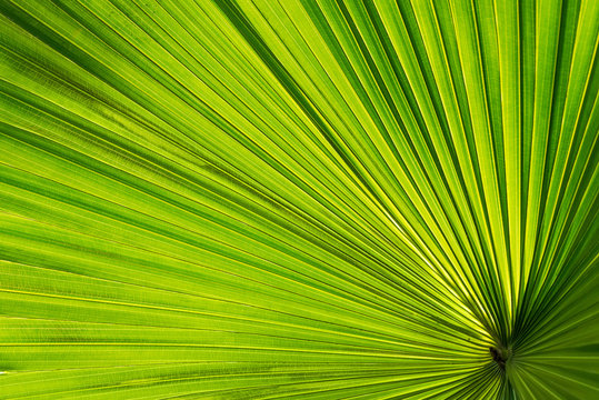Palm leaf close-up against sun