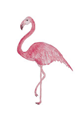 Watercolor flamingo on white background