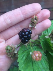 reife Brombeere
