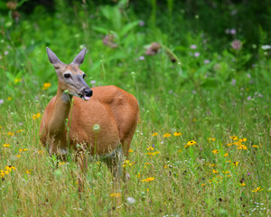 Pregnant whitetail deer eating wildflowers in meadow
