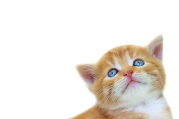 Animals, Pets, Cats concept - Cropped shot of kitten isolated on white background. Cute red kitten...