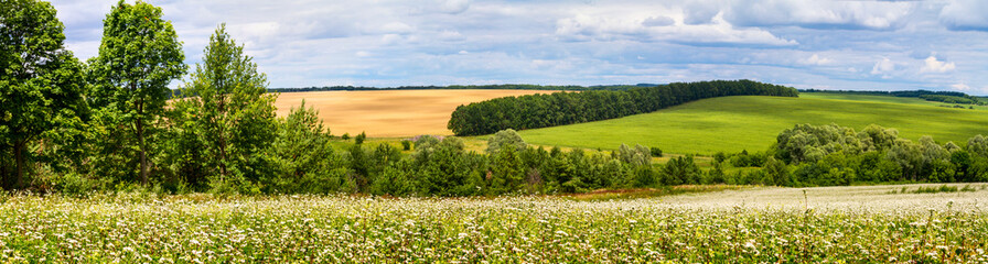 Blooming buckwheat field near the forest under the summer sky with clouds