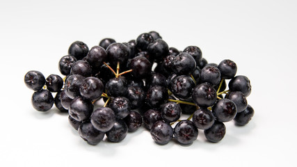 Branch of black chokeberry (Aronia melanocarpa)