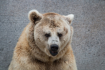 Visage d'un ours en gros plan