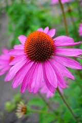 Echinacea purpurea - pink and white coneflower flower