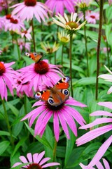Echinacea purpurea -  white coneflower flower and european  Peacock butterfly
 (Inachis io ) - soft focus