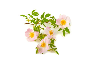 A branch of a flower of a dogrose on a white background