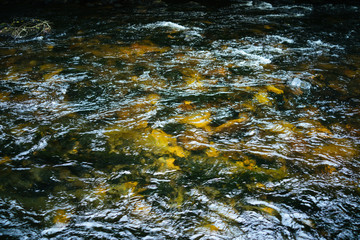 Clear spring water flows through a forest