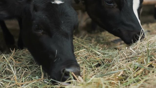 Cows eats hay in the farm