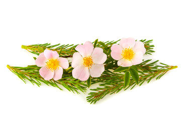 Fototapeta na wymiar Flower of a dogrose and a twig of a pine on a white background
