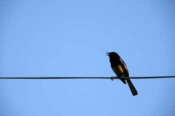 Fantail bird on electric wire with blue sky