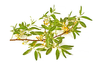 Olive branch on a white background