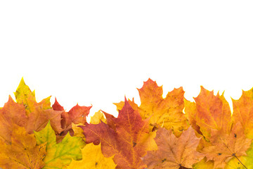 Colorful autumn leaves isolated on white