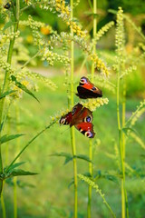 European Peacock butterfly (Inachis io) - soft focus