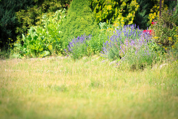 Nature garden background with lavender flowers.