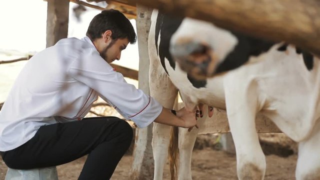 A young man milking a cow on a farm