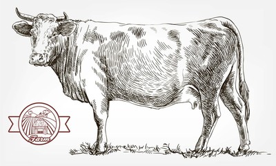 breeding cow. animal husbandry. livestock - 165925270