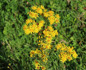 hoary ragwort (Jacobaea erucifolia)