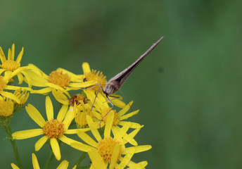 Brown meadow (Maniola jurtina)	
