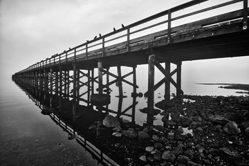 crows perched on a wharf
