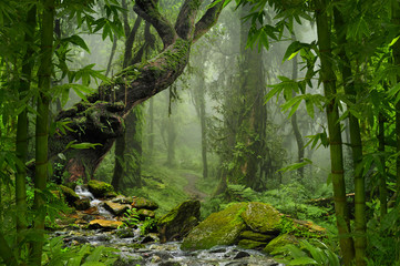 Tropical jungle