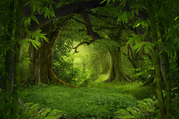 Tropical jungle © quickshooting