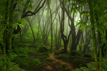 Fototapete Tropischer Dschungel © quickshooting